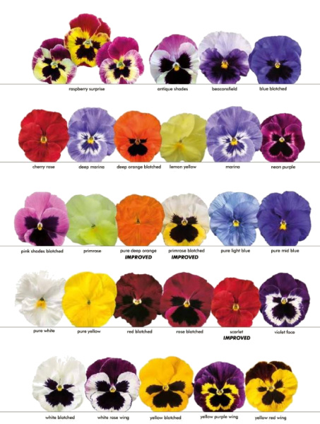 Виола крупноцветковая Селло Скарлет, 100шт. Профессиональная упаковка фото в интернет-магазине "Сортовые семена"